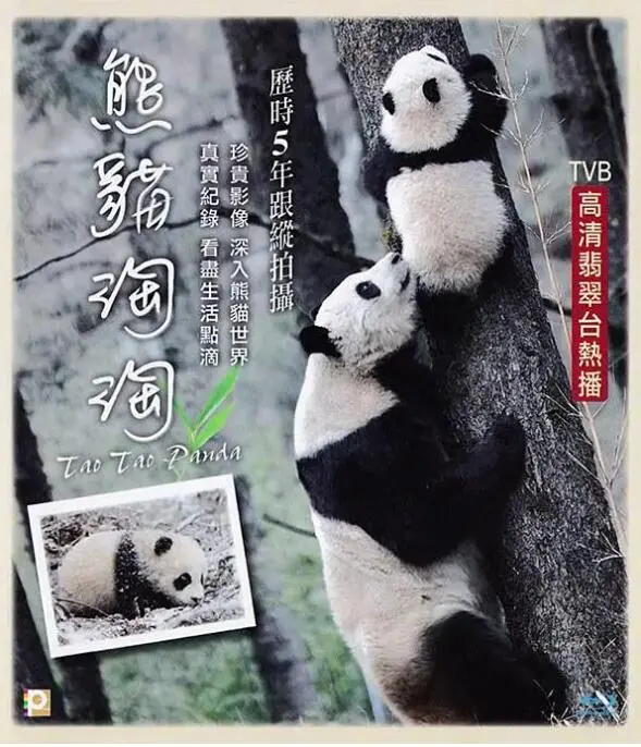 《熊猫淘淘》：萌翻全球的滚滚奇遇记，一场关于梦想与成长的欢乐冒险